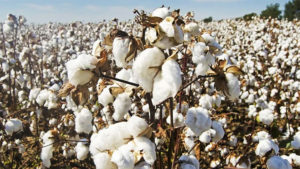 New variety of cotton to lessen Bangladesh’s overseas imports